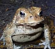 A female American Toad, Wayne PA