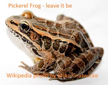 A Pickerel Frog