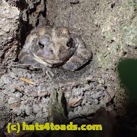 /home//u458753944/public_html/sourcegallery//////////////////////////////////////////////////////////////////////////////////////Toads/P60/P6040668.JPG