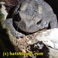 /home//u458753944/public_html/sourcegallery/////////////////////////////////////////////////////////////////////////////////////Toads/P60/P6050674.JPG