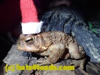 /home//u458753944/public_html/sourcegallery/////////////////////////////////////////////////////////////////////////////////Toads/P41/P4110054.JPG