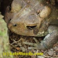 /home//u458753944/public_html/sourcegallery///////////////////////////////////////////////////////////////////////////Toads/P06/PA070124.JPG