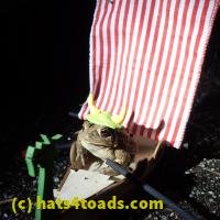 /home//u458753944/public_html/sourcegallery////////////////////////////////////////////////////////////////////////Toads/P22/P2210057.JPG