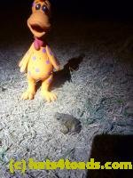 /home//u458753944/public_html/sourcegallery//////////////////////////////////////////////////////////////////Toads/P11/P1120058.JPG