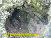 /home//u458753944/public_html/sourcegallery//////////////////////////////////////////////////////////////////Toads/P11/P1120581.JPG