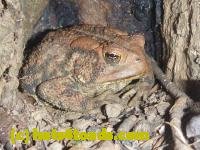 /home//u458753944/public_html/sourcegallery/////////////////////////////////////////////////////////////////Toads/P11/P1100267.JPG
