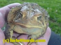 /home//u458753944/public_html/sourcegallery/////////////////////////////////////////////////////////////////Toads/P11/P1120411.JPG