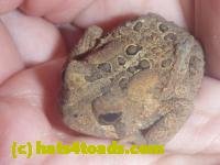 /home//u458753944/public_html/sourcegallery/////////////////////////////////////////////////////////////////Toads/P11/P1160608.JPG