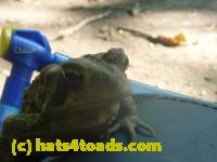 /home//u458753944/public_html/sourcegallery///////////////////////////////////////////////////////////////Toads/P11/P1120595.JPG