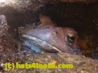 /home//u458753944/public_html/sourcegallery//////////////////////////////////////////////////////////////Toads/P11/P1100298.JPG