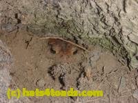 /home//u458753944/public_html/sourcegallery//////////////////////////////////////////////////////////////Toads/P11/P1100483.JPG
