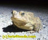 /home//u458753944/public_html/sourcegallery//////////////////////////////////////////////////////////////Toads/P11/P1120051.JPG