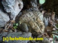 /home//u458753944/public_html/sourcegallery//////////////////////////////////////////////////////////////Toads/P11/P1120405.JPG