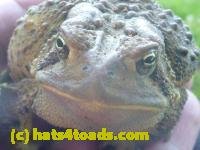 /home//u458753944/public_html/sourcegallery//////////////////////////////////////////////////////////////Toads/P11/P1120410.JPG