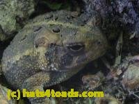 /home//u458753944/public_html/sourcegallery//////////////////////////////////////////////////////////////Toads/P11/P1120586.JPG