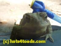 /home//u458753944/public_html/sourcegallery//////////////////////////////////////////////////////////////Toads/P11/P1120594.JPG