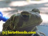 /home//u458753944/public_html/sourcegallery//////////////////////////////////////////////////////////////Toads/P11/P1120596.JPG