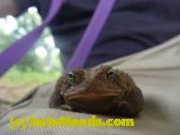 /home//u458753944/public_html/sourcegallery//////////////////////////////////////////////////////////////Toads/P11/P1120686.JPG