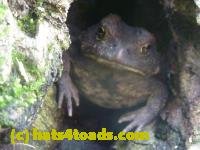 /home//u458753944/public_html/sourcegallery//////////////////////////////////////////////////////////////Toads/P11/P1120702.JPG