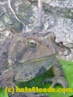 /home//u458753944/public_html/sourcegallery//////////////////////////////////////////////////////////////Toads/P11/P1120752.JPG
