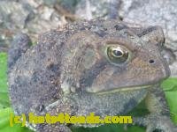 /home//u458753944/public_html/sourcegallery//////////////////////////////////////////////////////////////Toads/P11/P1120753.JPG