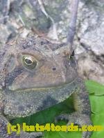 /home//u458753944/public_html/sourcegallery//////////////////////////////////////////////////////////////Toads/P11/P1120754.JPG