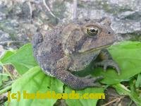 /home//u458753944/public_html/sourcegallery//////////////////////////////////////////////////////////////Toads/P11/P1120757.JPG
