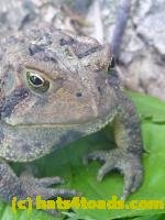 /home//u458753944/public_html/sourcegallery//////////////////////////////////////////////////////////////Toads/P11/P1120758.JPG
