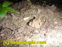 /home//u458753944/public_html/sourcegallery//////////////////////////////////////////////////////////////Toads/P11/P1160610.JPG
