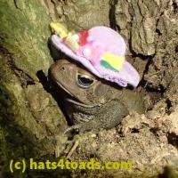 /home//u458753944/public_html/sourcegallery/////////////////////////////////////////////////////////////Toads/P52/P5260536.JPG