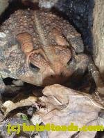 /home//u458753944/public_html/sourcegallery////////////////////////////////////////////////////////////Toads/P11/P1100264.JPG