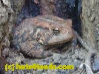 /home//u458753944/public_html/sourcegallery////////////////////////////////////////////////////////////Toads/P11/P1100268.JPG