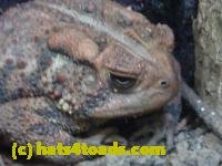 /home//u458753944/public_html/sourcegallery////////////////////////////////////////////////////////////Toads/P11/P1100269.JPG