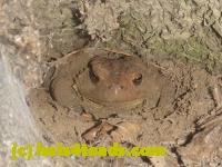 /home//u458753944/public_html/sourcegallery////////////////////////////////////////////////////////////Toads/P11/P1100415.JPG