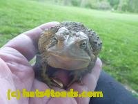 /home//u458753944/public_html/sourcegallery////////////////////////////////////////////////////////////Toads/P11/P1120407.JPG