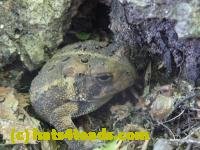 /home//u458753944/public_html/sourcegallery////////////////////////////////////////////////////////////Toads/P11/P1120587.JPG