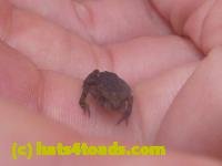 /home//u458753944/public_html/sourcegallery////////////////////////////////////////////////////////////Toads/P11/P1120673.JPG