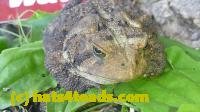 /home//u458753944/public_html/sourcegallery////////////////////////////////////////////////////////////Toads/P11/P1120773.JPG