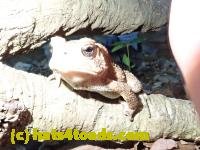 /home//u458753944/public_html/sourcegallery////////////////////////////////////////////////////////////Toads/P52/P5270503.JPG