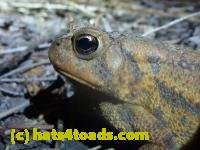 /home//u458753944/public_html/sourcegallery///////////////////////////////////////////////////////////Toads/P11/P1120043.JPG