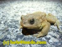 /home//u458753944/public_html/sourcegallery///////////////////////////////////////////////////////////Toads/P11/P1120056.JPG