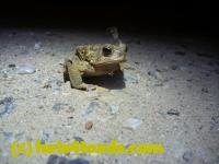 /home//u458753944/public_html/sourcegallery///////////////////////////////////////////////////////////Toads/P11/P1120061.JPG