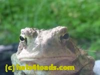 /home//u458753944/public_html/sourcegallery///////////////////////////////////////////////////////////Toads/P11/P1120590.JPG