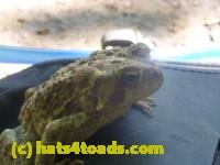 /home//u458753944/public_html/sourcegallery///////////////////////////////////////////////////////////Toads/P11/P1120593.JPG