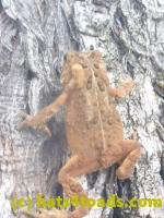 /home//u458753944/public_html/sourcegallery///////////////////////////////////////////////////////////Toads/P11/P1130385.JPG