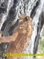 /home//u458753944/public_html/sourcegallery///////////////////////////////////////////////////////////Toads/P11/P1130387.jpg