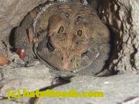 /home//u458753944/public_html/sourcegallery////////////////////////////////////////////////////////Toads/P11/P1100307.JPG