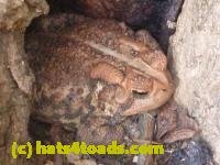 /home//u458753944/public_html/sourcegallery////////////////////////////////////////////////////////Toads/P11/P1100479.JPG