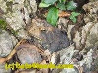 /home//u458753944/public_html/sourcegallery////////////////////////////////////////////////////////Toads/P11/P1120704.JPG