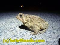 /home//u458753944/public_html/sourcegallery///////////////////////////////////////////////////////Toads/P11/P1120050.JPG